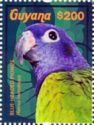 Blue-Headed Parrot (Pionus menstruus)